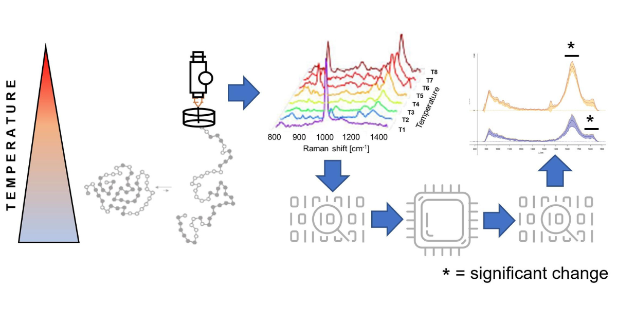 Time-gated Raman measuring the unfolding of proteins in-line and in real-time without labels.