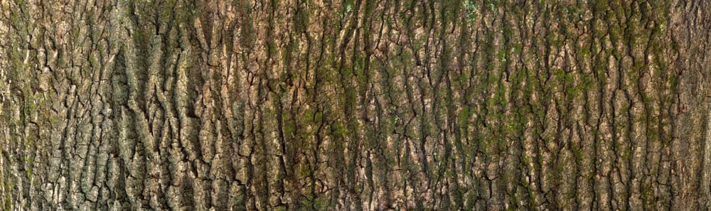 Bark stem of a tree.