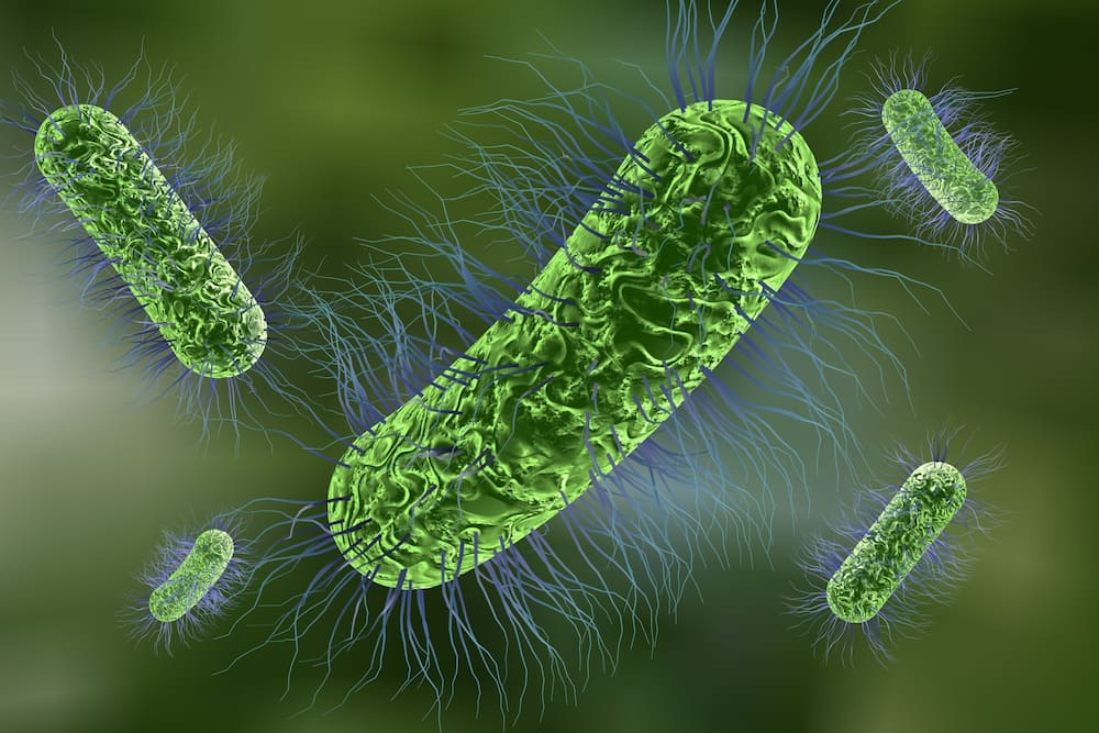 Close up of green escherichia coli bacteria.