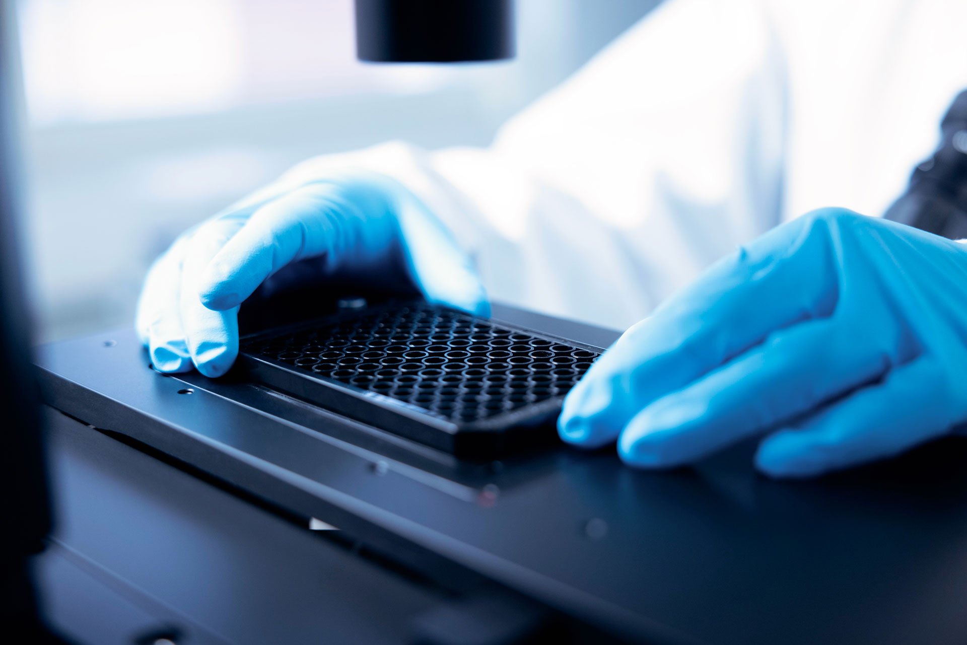 MicroPlate being adjusted for high-throughput measurements.